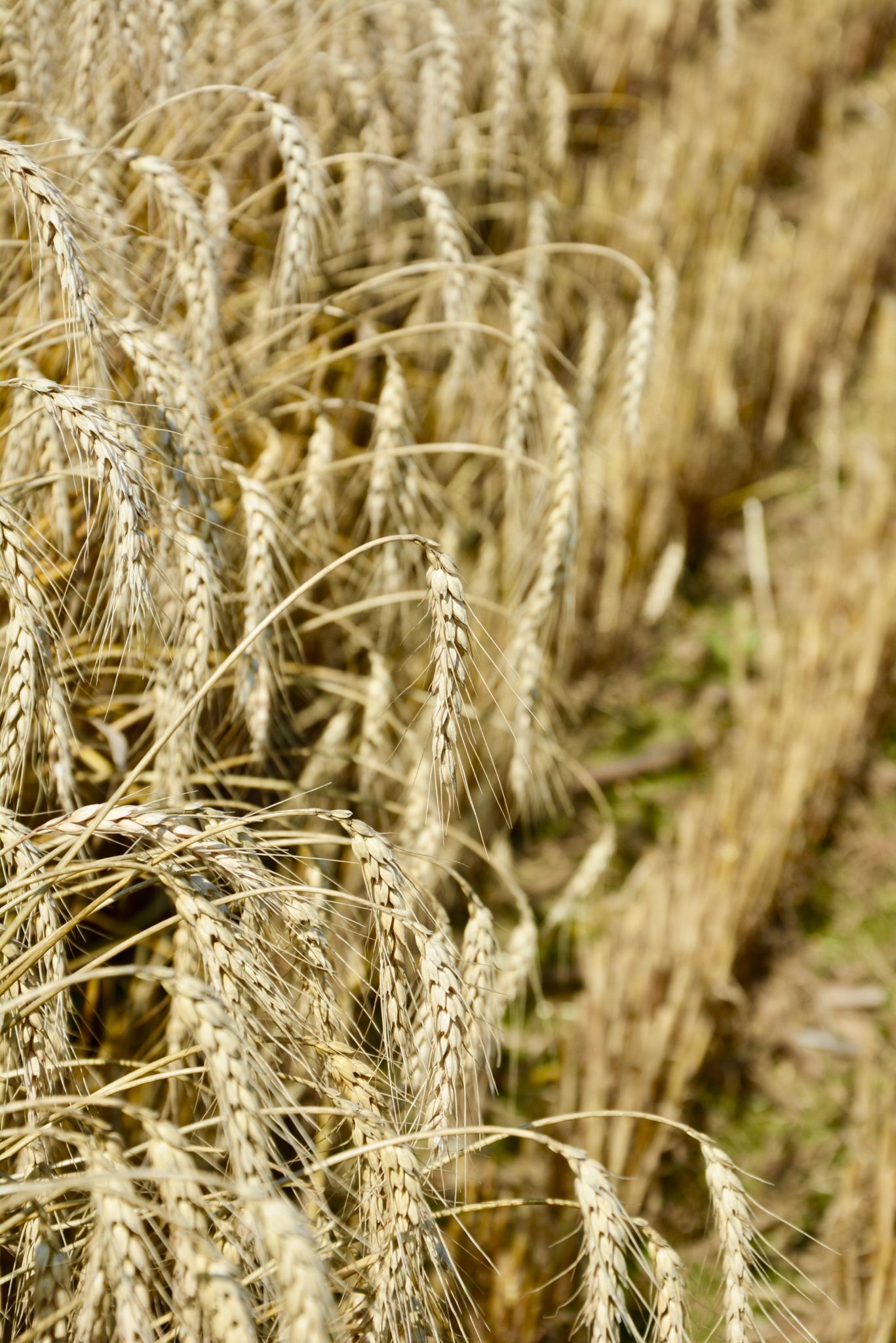 Straw Blankets Seven Springs Farms