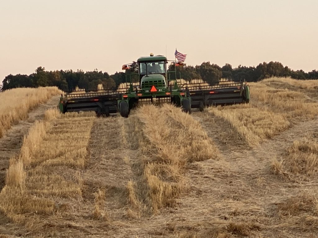 Swather cutting long straw after it has been stripped
